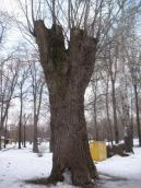 Old black poplar Populus nigra