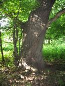 English oak, Quercus robur