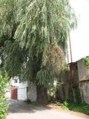 Old white willow, Salix alba