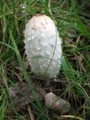 Рис. 1.9.9. Гнойовик білий, північне узбережжя затоки Верблюд Рис. 1.9.9. Гнойовик білий, північне…