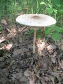 Рис. 1.9.15. Гриб-парасолька дівоча, острів Козачий Рис. 1.9.15. Гриб-парасолька дівоча,…