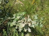 Рис. 1.9.18. Борошниста роса на листках дуба черещатого, затока Верблюд Рис. 1.9.18. Борошниста роса на…