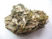 Рис. 1.9.32. Пельтигера двопальчаста з берегових кліфів в урочищі Калиновий ріг Рис. 1.9.32. Пельтигера двопальчаста з…