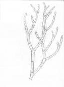 Рис. 1.9.40. Кладофора (Cladophora) –…