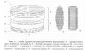 Рис. 1.9.44. Будова панциру діатомової…