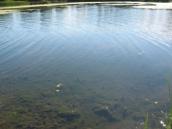 Filamentous green algae, Chlorophyta