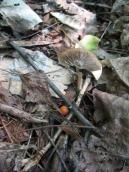 Psathyrella candolleana (Fr.) Maire