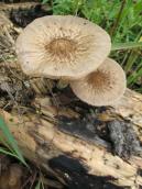 Pluteus