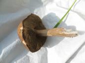 Leccinum scabrum