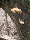 Polypore