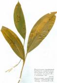 Phyllosticta cruenta (Kunze ex Fr.) J.…