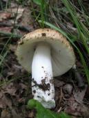 Russula