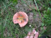 Russula