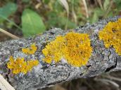 Xanthoria sp.