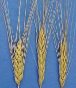 Рис. 2.2.43. Пшениця-двозернянка або…