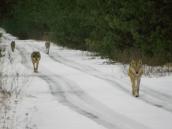 Рис. 2.3.1.11. Вовк – один з найдавніших конкурентів людини за дичину, що… Рис. 2.3.1.11. Вовк – один з…