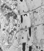 Рис. 2.7.12.21. Заплава в районі Неводничів-Галерного острова німецькому… Рис. 2.7.12.21. Заплава в районі…