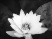 Рис. 2.7.12.45. Окраса водної флори – латаття біле (Nymphea alba), кадр з… Рис. 2.7.12.45. Окраса водної флори –…