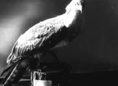 Орлан-білохвіст (опудало) у музеї…