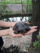 Болотяна черепаха (Emys orbicularis), дренажний канал, що впадає в затоку… Болотяна черепаха (Emys orbicularis),…