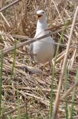 Мартин жовтоногий (Larus cachinnans)