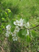 Груша (Pyrus communis), Лиса гора