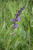 Шавлія лучна (Salvia pratensis)