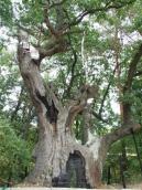 Дуб Грюнвальда – найстаріше дерево…