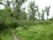 Куточок півострова Лісовий, Труханів острів. Фото І. Парнікози. 2012 р. Куточок півострова Лісовий, Труханів…