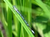 Стрілка-дівчина (Coenagrion puella)