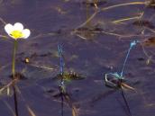 Стрілка-дівчина (Coenagrion puella)