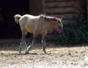 Horse (Equus ferus caballus or Equus…