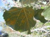 Mushroom-parasite of black poplar