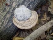 Real tinder (Fomes fomentarius)