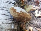 Wood-fungus on the fallen birch