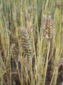 Compact or dwarf wheat (Triticum…