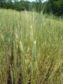 Wheat (Triticum dicoccum Shueb.)