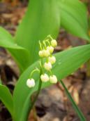 Конвалія травнева (Convallaria majalis)