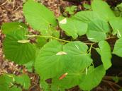 Липа серцелиста, Труханів острів. Фото І. Парнікози, 2012 р Липа серцелиста, Труханів острів. Фото…