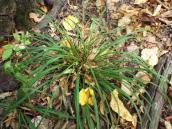Осока пальчаста (Carex digitata L.)