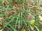 Осока пальчаста (Carex pilosa)