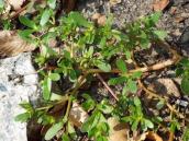 Портулак городній (Portulaca oleracea…