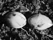 Зернівки проса (Panicum miliaceum)