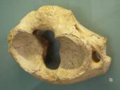 Хребець мамута (Mammuthus primigenius)