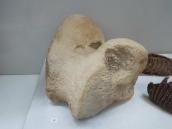 Фрагмент кістки мамута