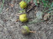 Плоди дикої груші (Pyrus communis)
