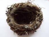 Гніздо зяблика (Fringilla coelebs)