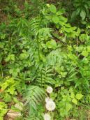 Валеріана (Valeriana sp.)