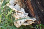 Дереворуйнівні гриби, озеро Кирилівське