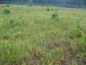 Волога торф’яниста лука — місцезростання жировика Льозеля, вужачки звичайної… Волога торф’яниста лука —…